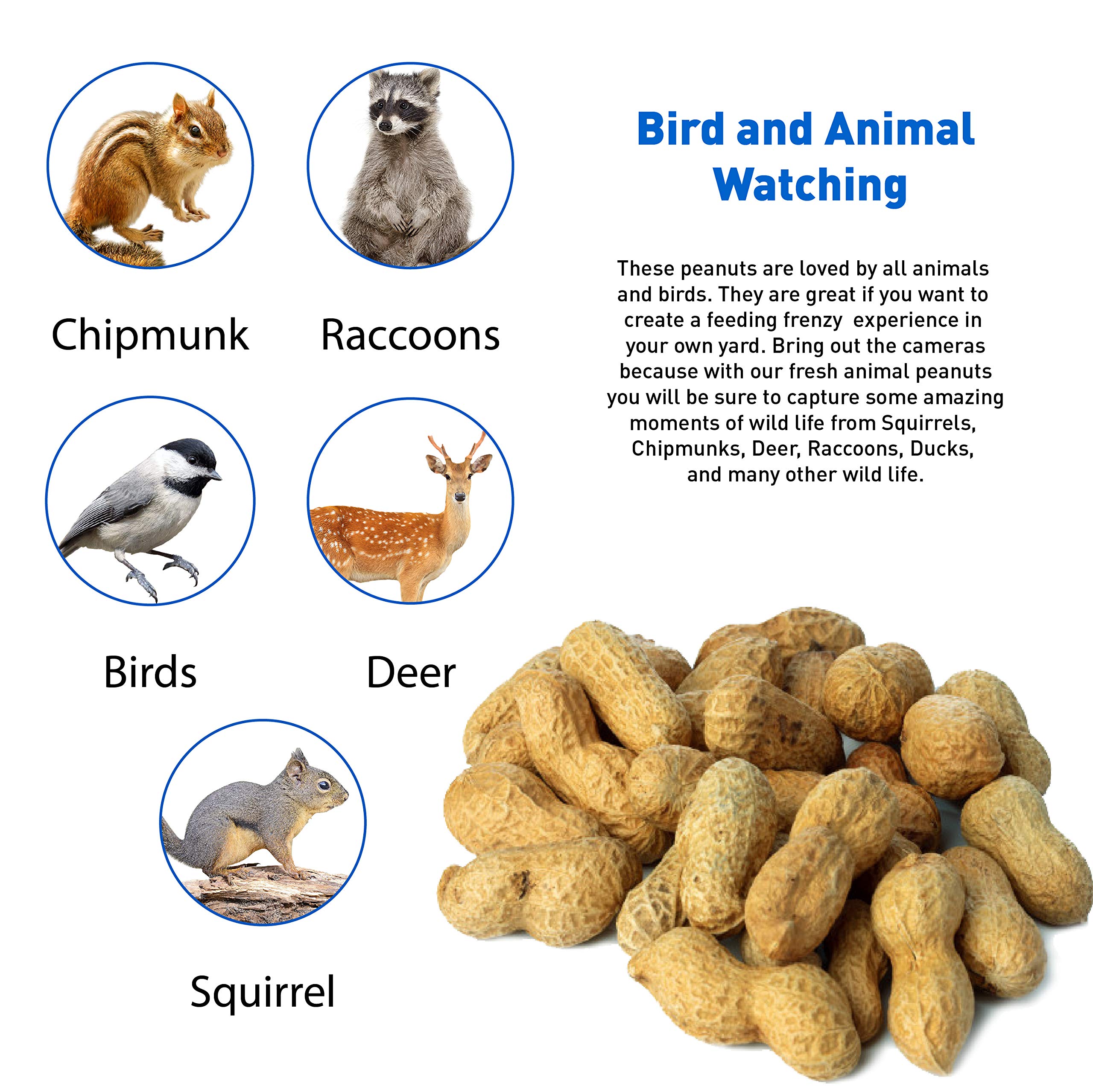 EASYGO PRODUCTS peanuts loaded in a bird feeder attracting woodpeckers and jays