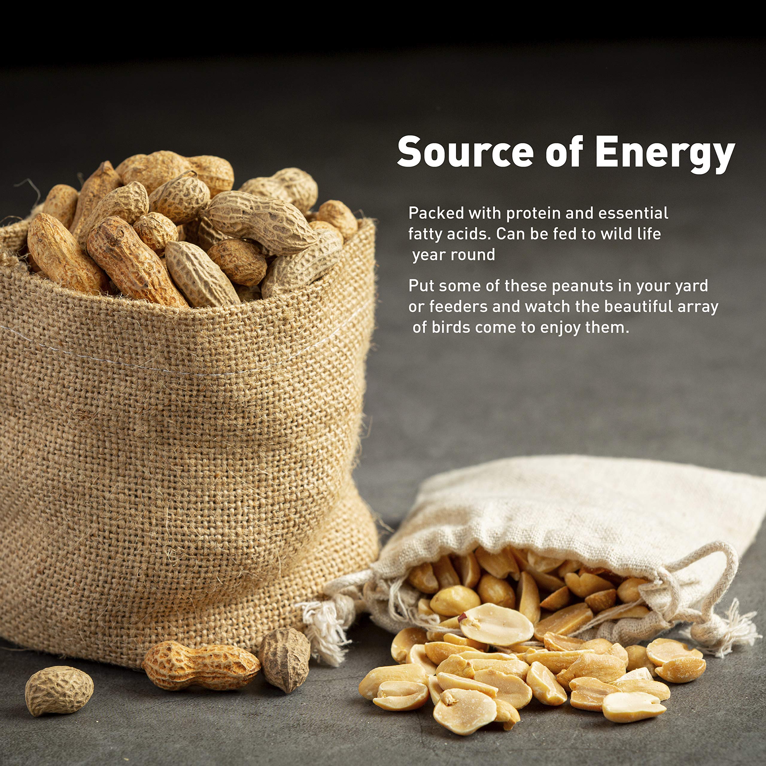 EASYGO PRODUCTS peanuts scattered on ground with squirrel feeding, encouraging wildlife