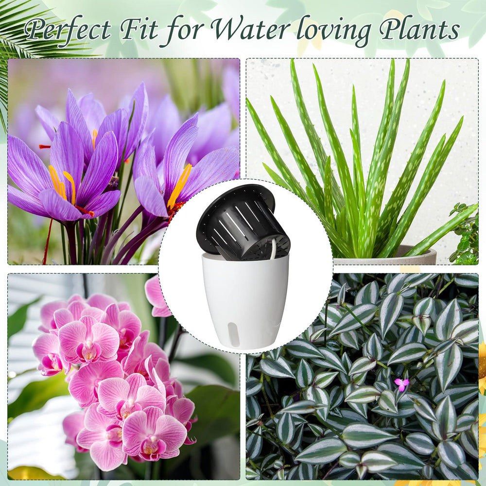 Eccliy lifestyle on windowsill showing tidy arrangement and consistent plant hydration