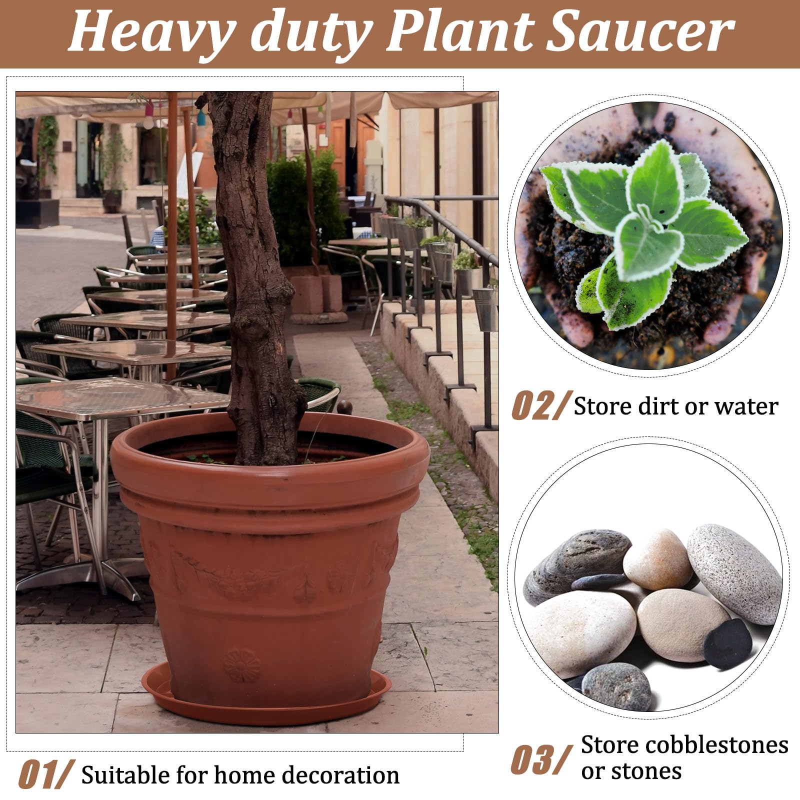 Eccliy beside a 14in pot illustrating correct fit and support
