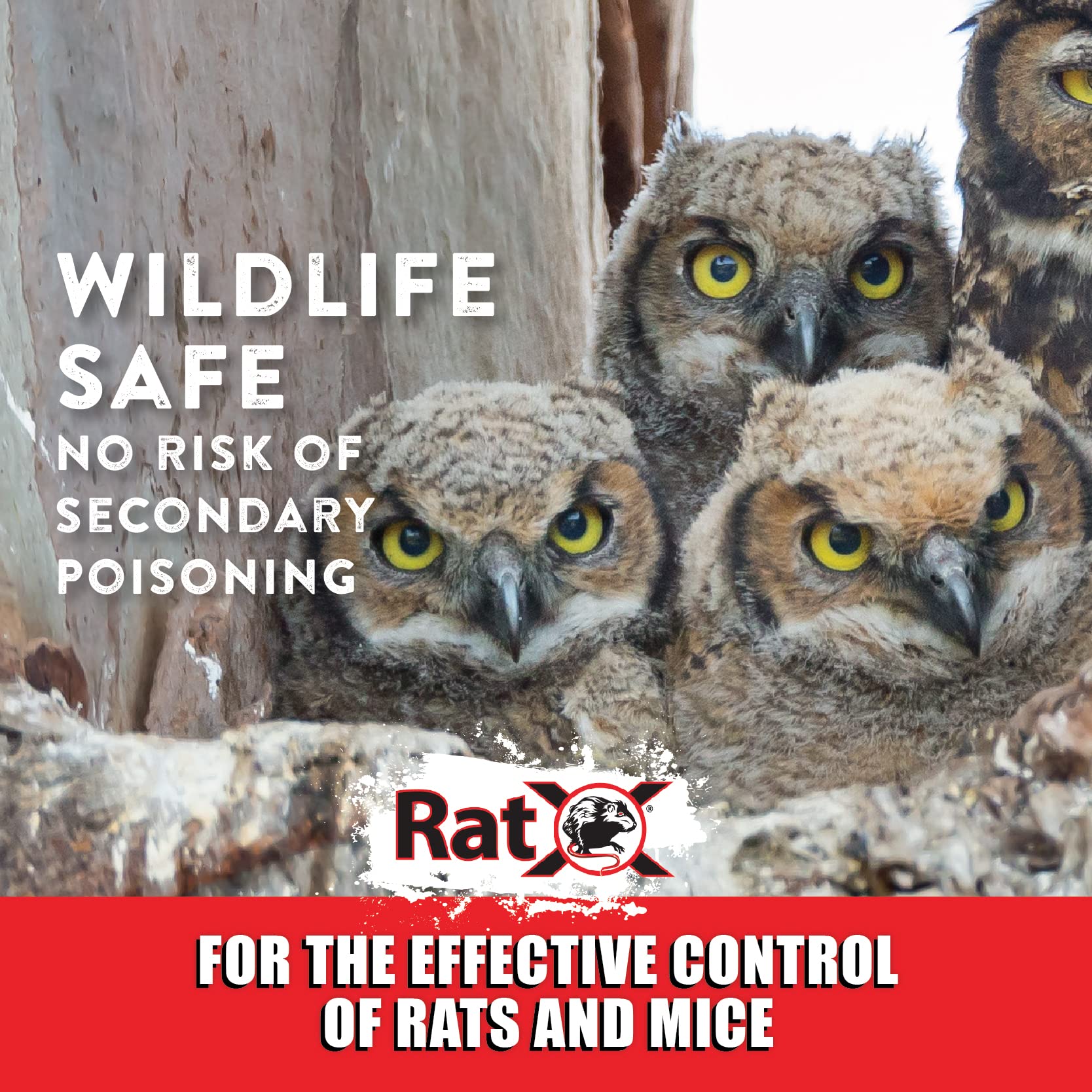 EcoClear RatX set along a basement wall in a bait station showing indoor application