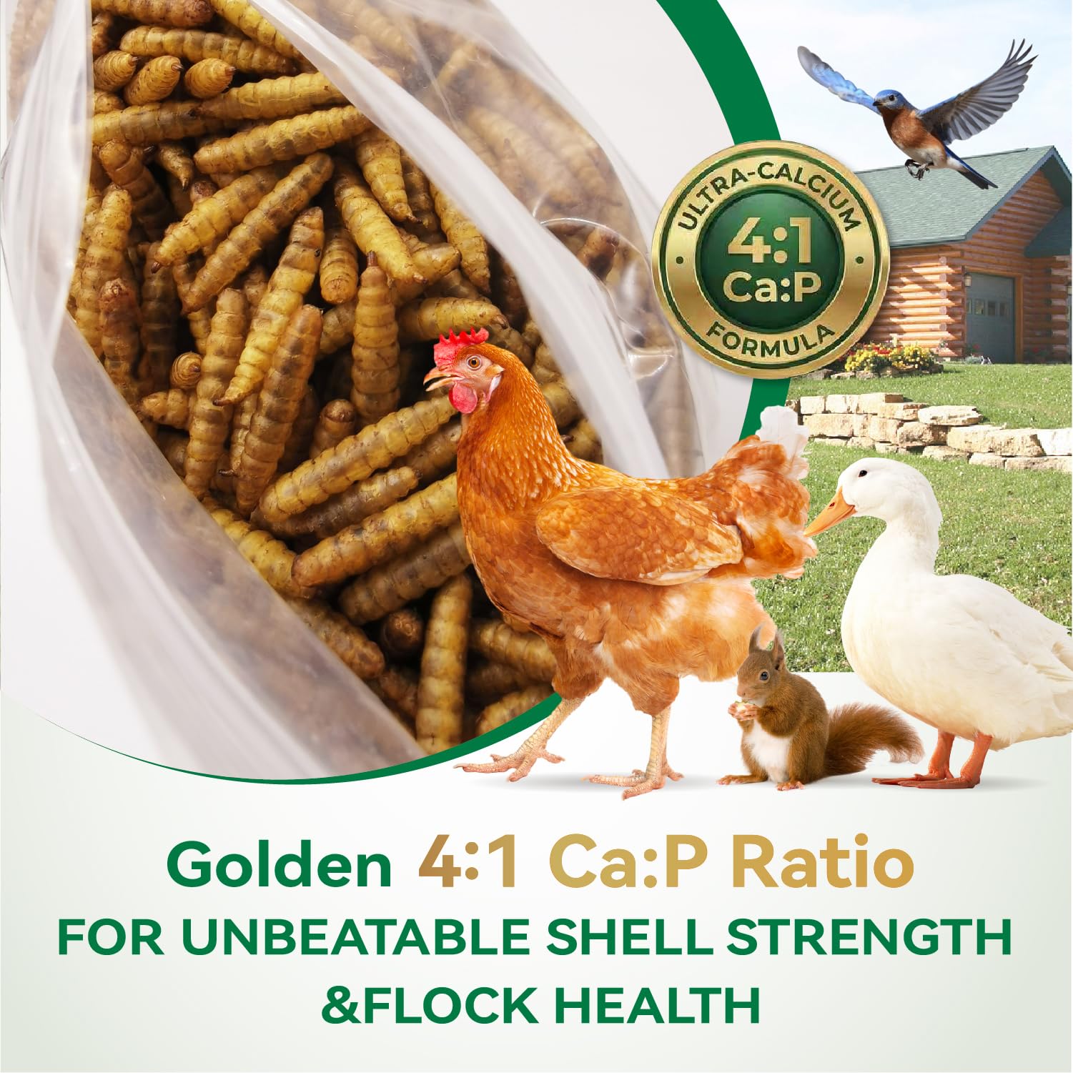 Ecoproento larvae being offered to chickens showing high acceptance and enrichment