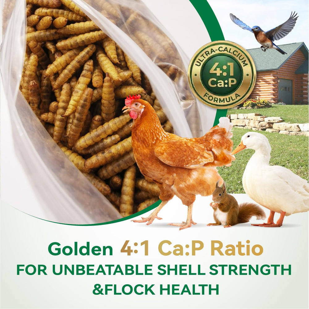 Ecoproento larvae being offered to chickens showing high acceptance and enrichment