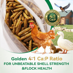 Ecoproento larvae being offered to chickens showing high acceptance and enrichment