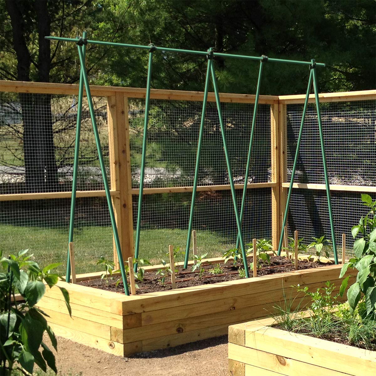 EcoStake used as tree support showing stability and plant protection