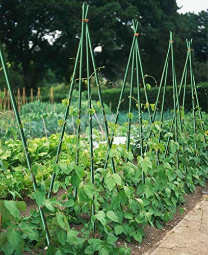 EcoStake stakes lined in garden row for organized plant training and spacing
