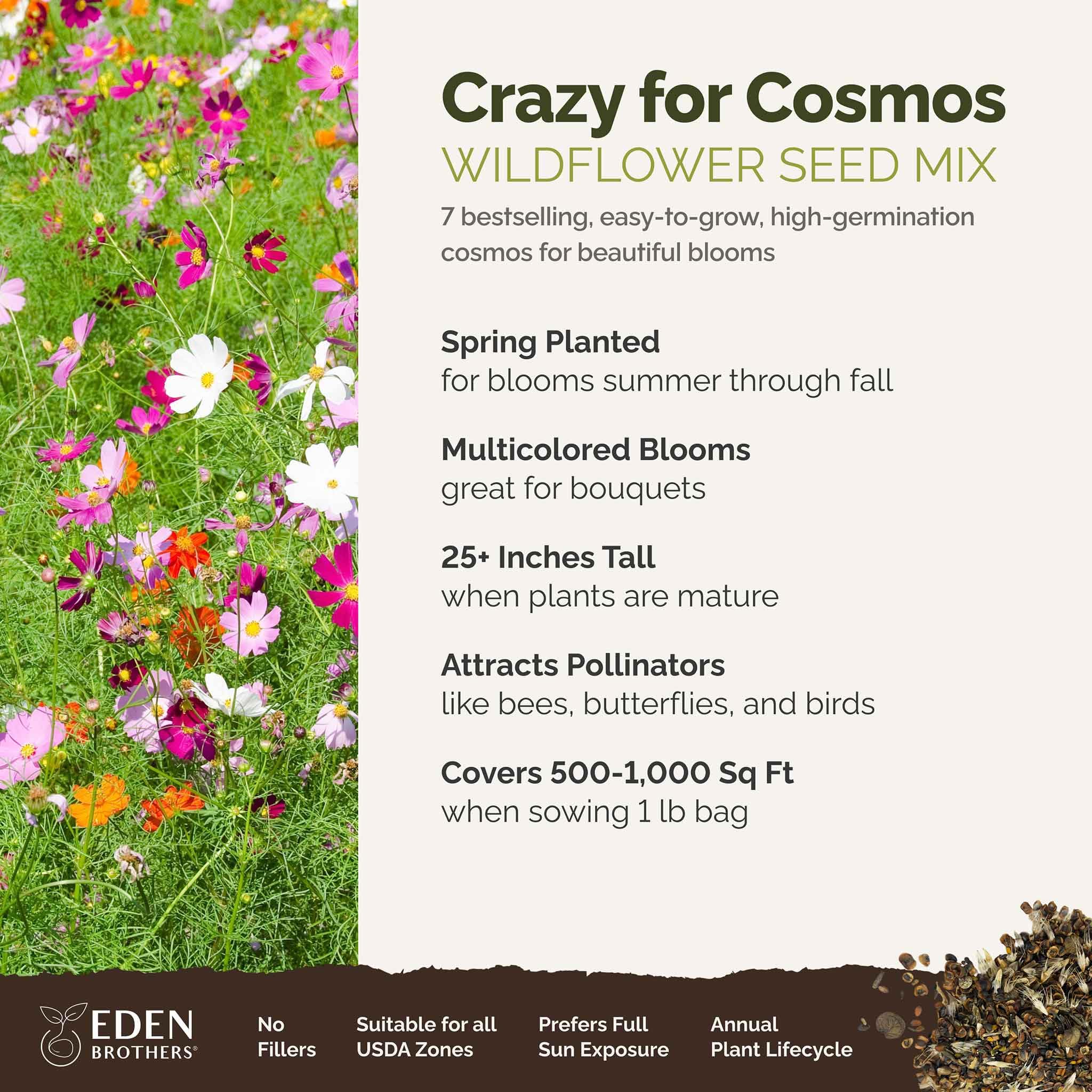 Eden Brothers close-up of mixed cosmos seeds highlighting seed quality and purity