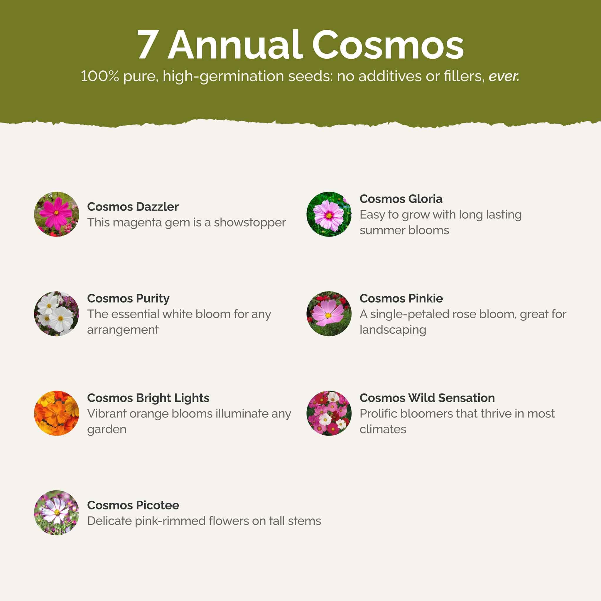 Eden Brothers cosmos bloom cluster in mixed colors illustrating abundant flowers