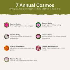 Eden Brothers cosmos bloom cluster in mixed colors illustrating abundant flowers
