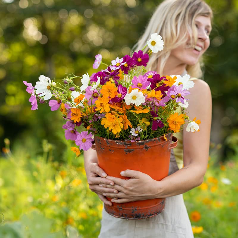 Eden Brothers front packaging showing one-pound cosmos seed bag and benefits