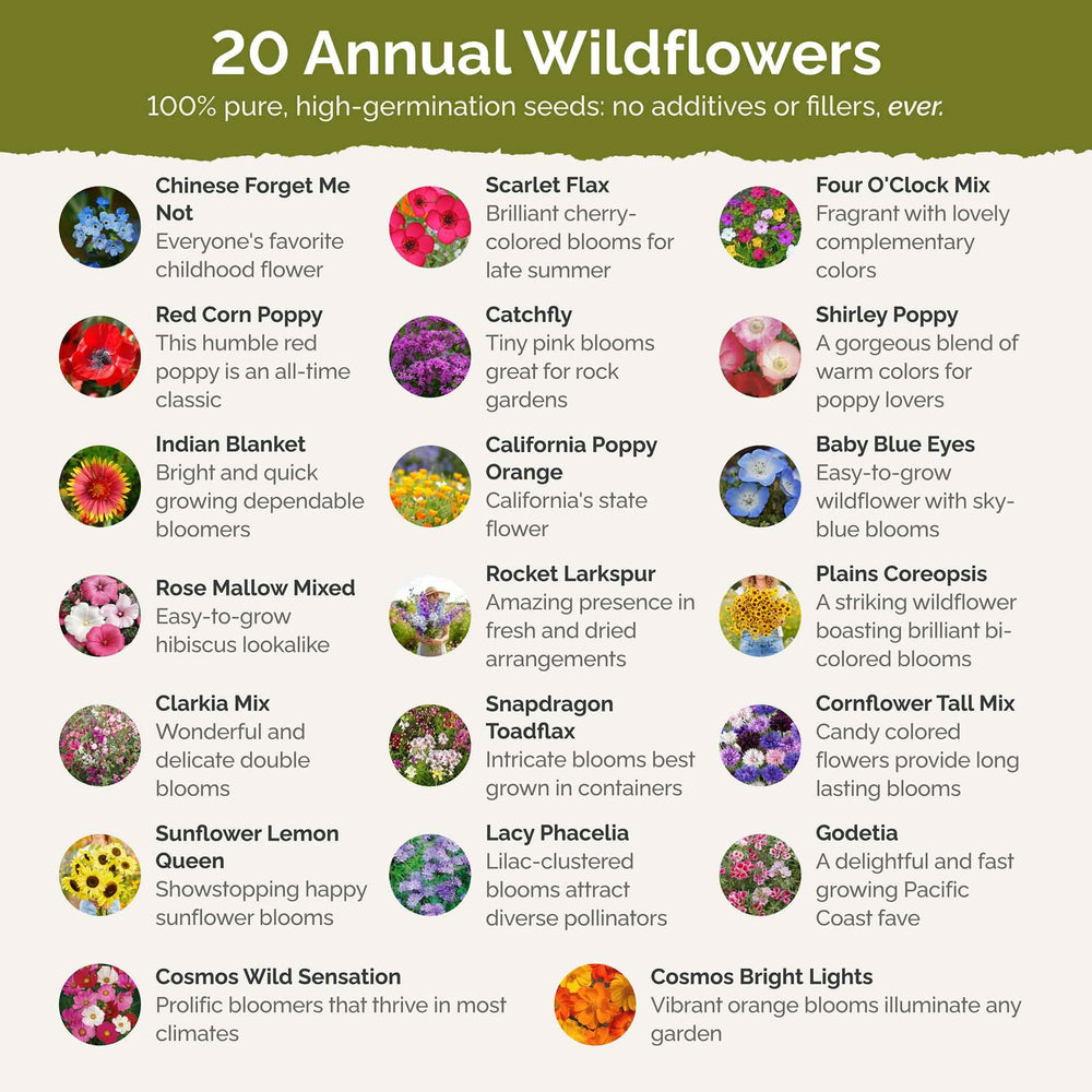 Eden Brothers meadow in full bloom demonstrating vibrant color and pollinator habitat