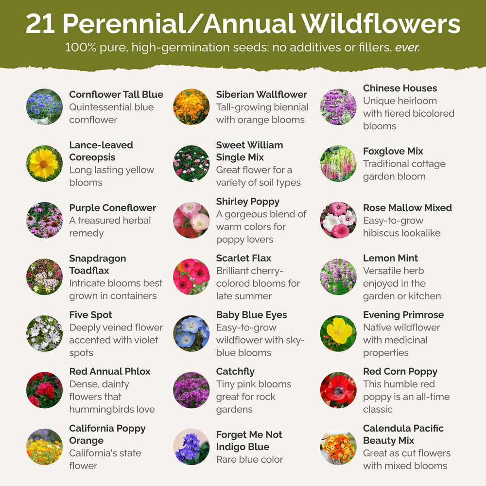 Eden Brothers primer plano de Sweet William en flor, muestra color y atractivo