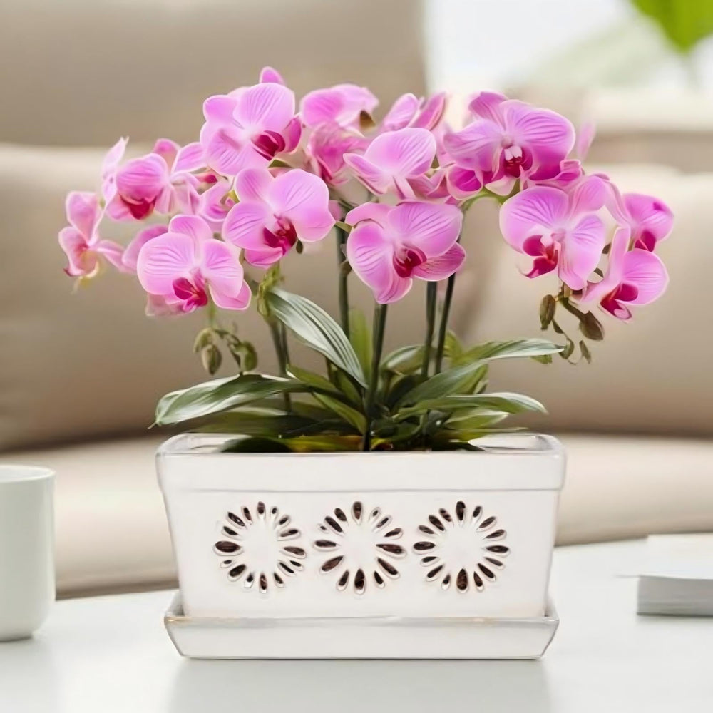 EFISPSS front view of white orchid pot showing elegant shape and display benefit