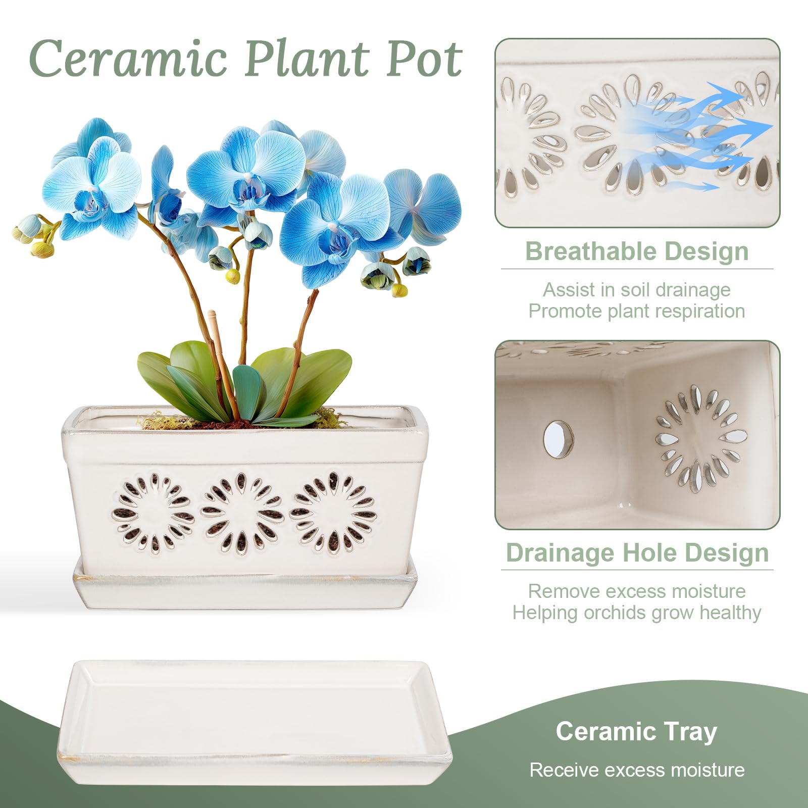 EFISPSS orchid planted in pot on shelf enhancing decor and healthy presentation