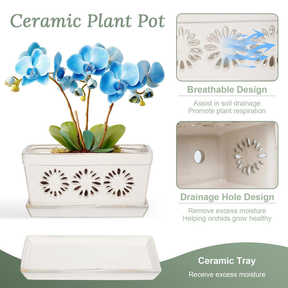 EFISPSS orchid planted in pot on shelf enhancing decor and healthy presentation