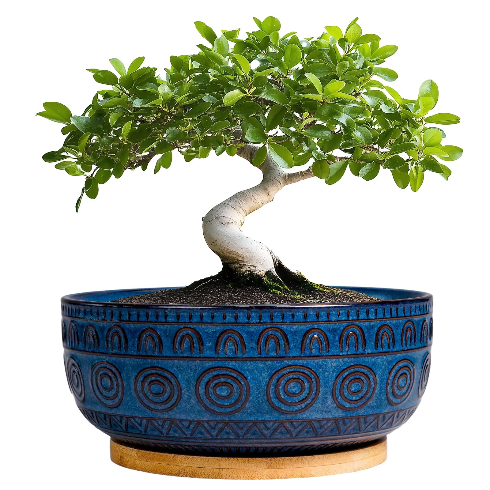 Eightpot front view blue bonsai pot showing elegant shape and color