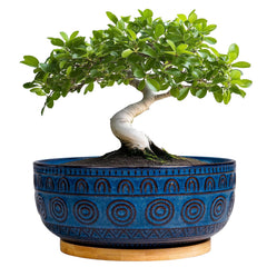 Eightpot front view blue bonsai pot showing elegant shape and color