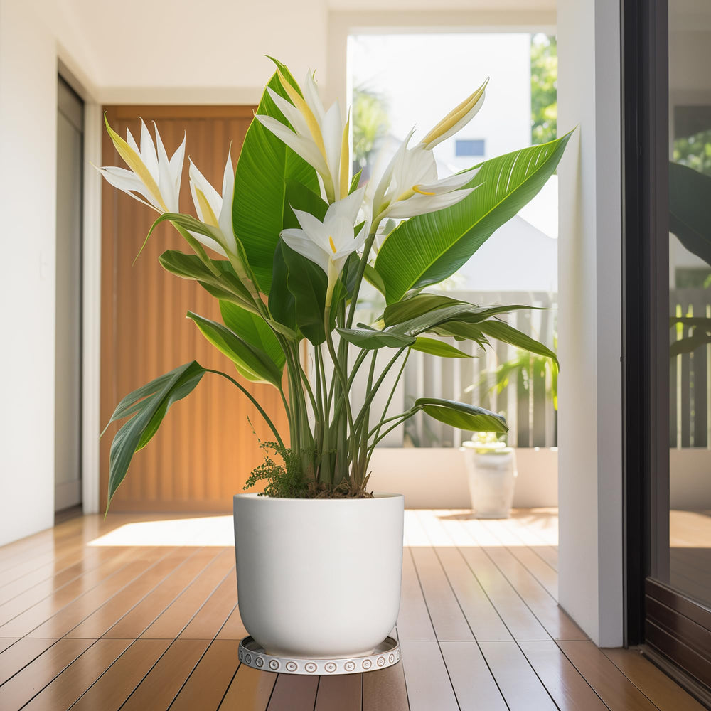 Eightpot saucer styled on a patio to show outdoor usability and aesthetic