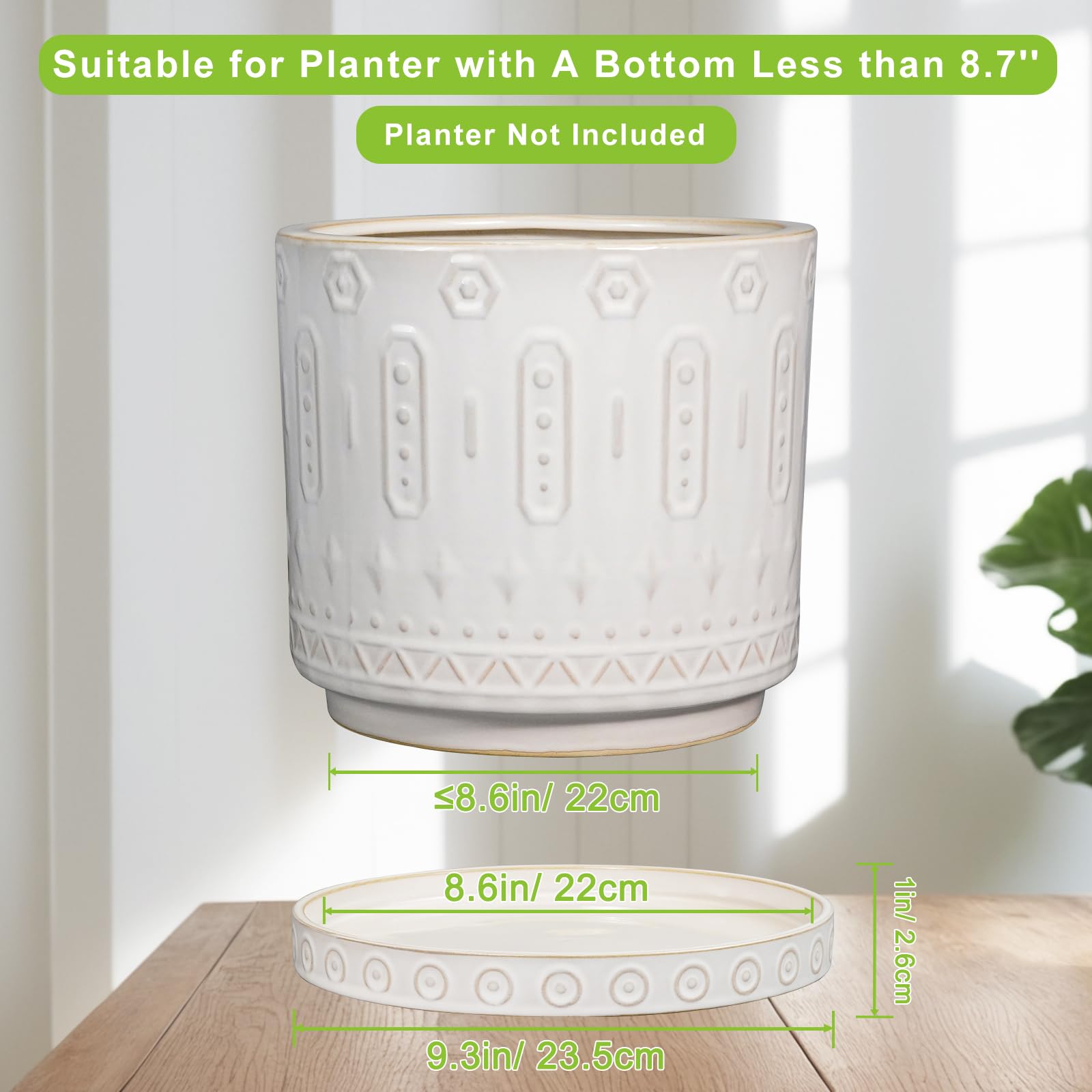 Eightpot saucer under potted plant demonstrating water-catching benefit for indoor use