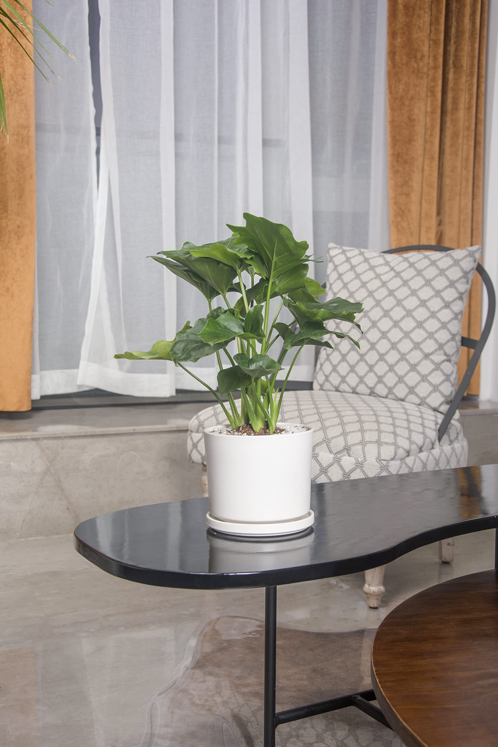 Ekirlin on a bright windowsill showing how it brightens home and office spaces