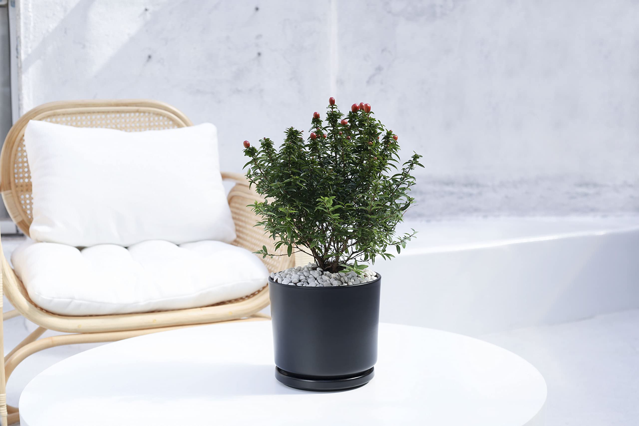 Ekirlin pot beside ruler for scale, illustrates 7-inch size for medium plants