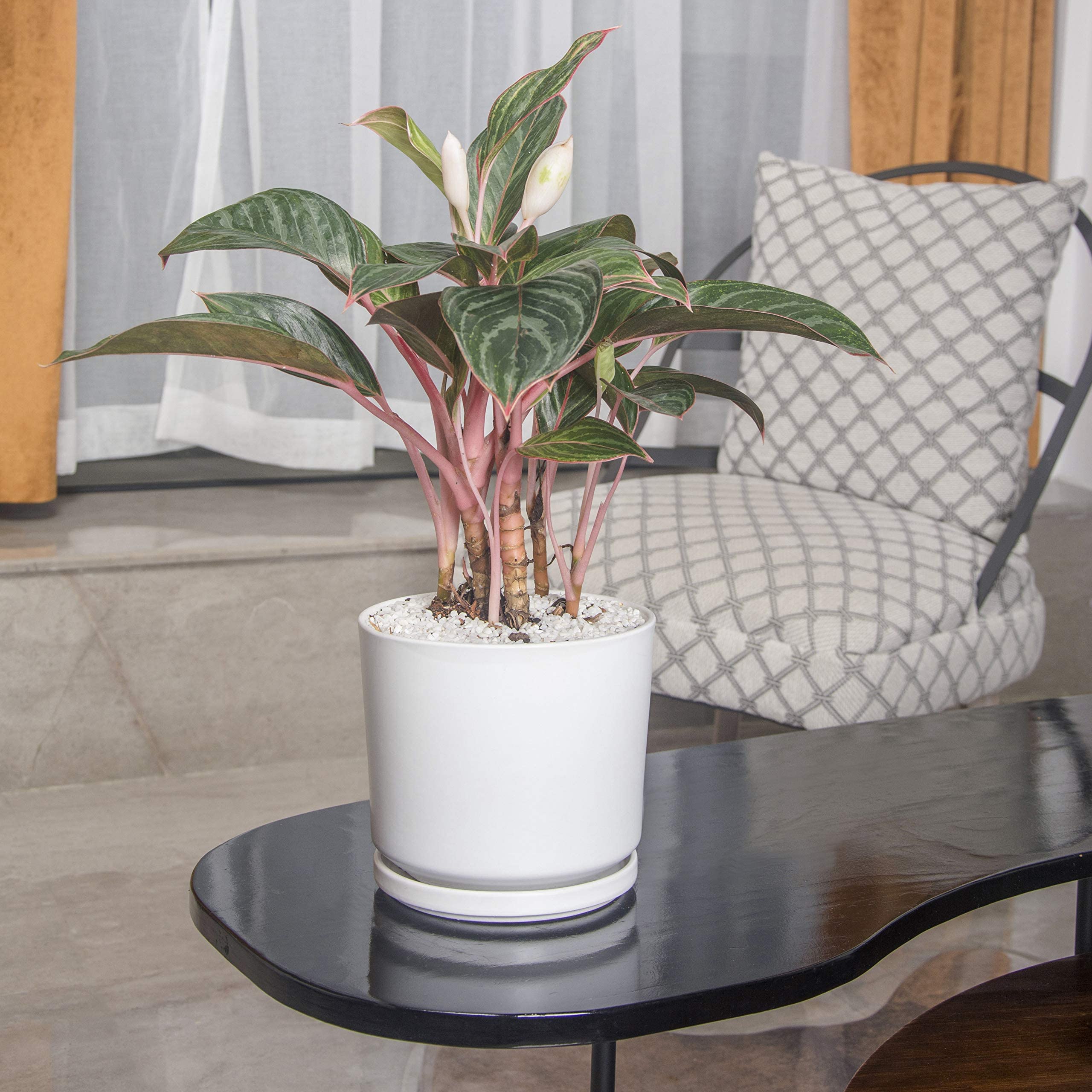 Ekirlin 7-inch pot with succulent on a bright windowsill demonstrating how it brightens indoor spaces