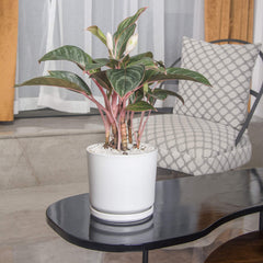 Ekirlin 7-inch pot with succulent on a bright windowsill demonstrating how it brightens indoor spaces