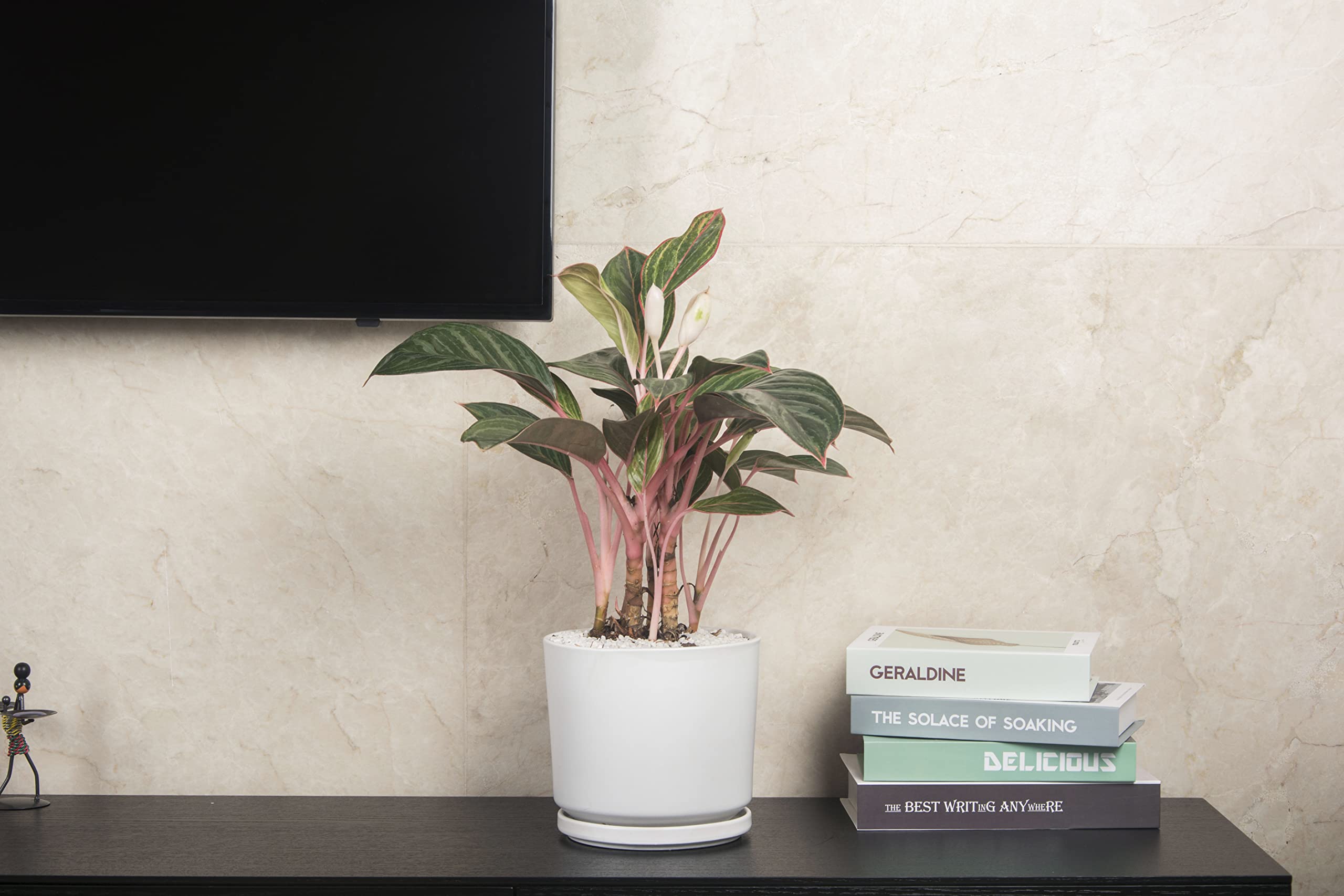 Ekirlin planted with succulent demonstrating healthy drainage and aesthetic display