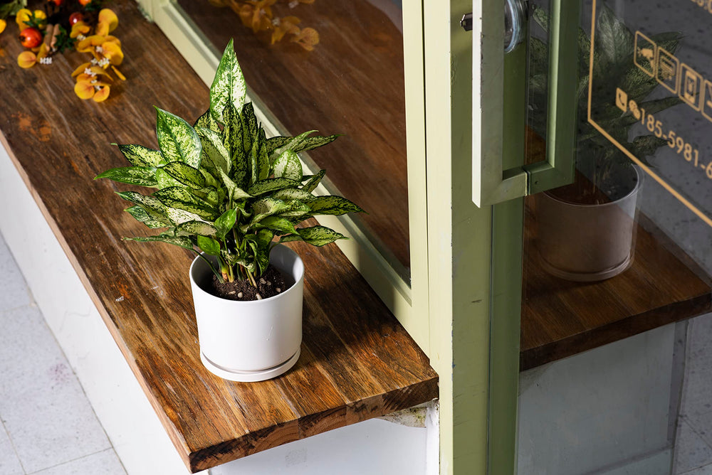 Ekirlin pot held in hand to show 7-inch scale and benefit of compact sizing for small spaces
