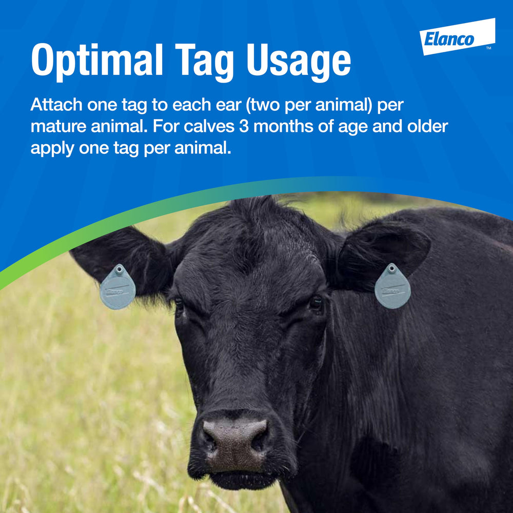 Elanco CyLence Ultra ear tag on cow demonstrating visible placement and comfort