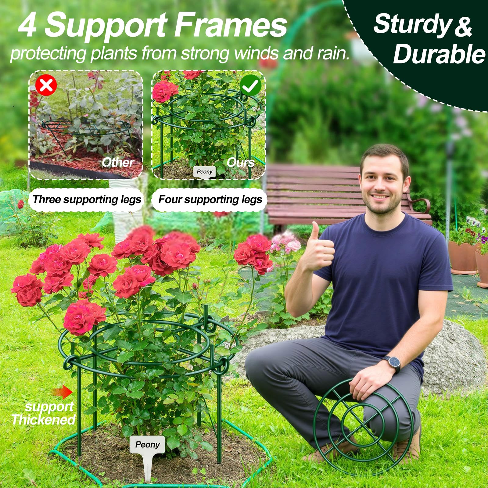 Elefama assembled 12x16 peony support cage standing around a plant, keeping stems upright