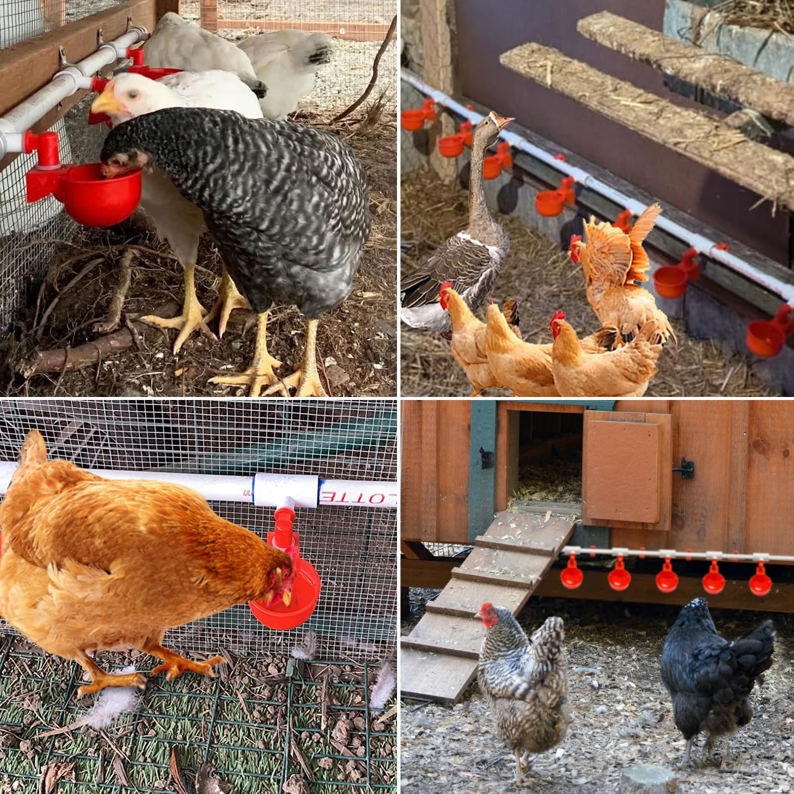 Elefama watering system in a coop providing reliable hands‑free hydration