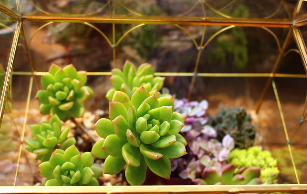 ELEGANTLIFE terrarium used as gift box showing decorative versatility and elegance