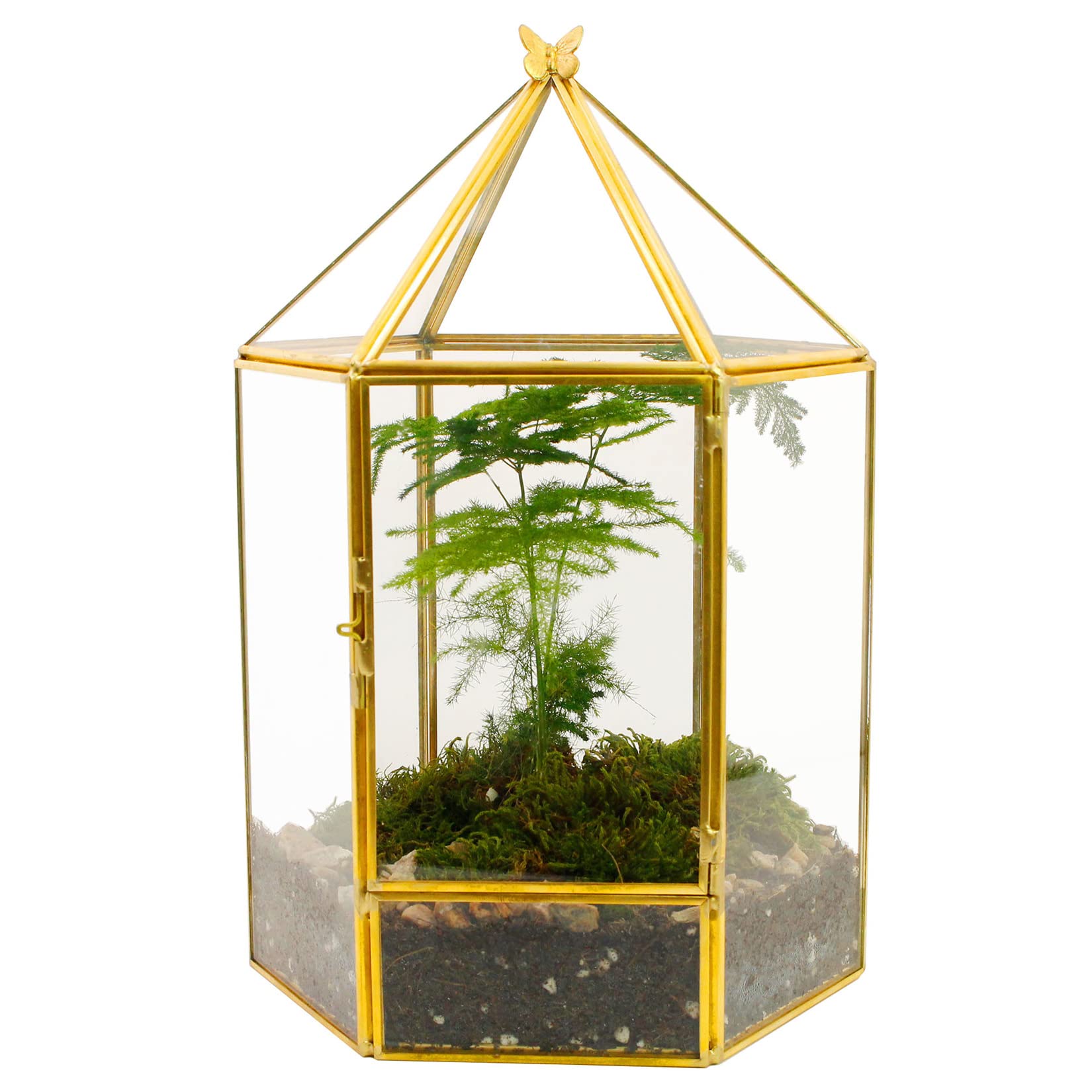 ELEGANTLIFE gold hexagonal terrarium front view showcasing modern display benefit