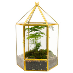 ELEGANTLIFE gold hexagonal terrarium front view showcasing modern display benefit