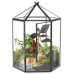 ELEGANTLIFE front view of hexagonal glass terrarium showcasing modern geometry and display benefit