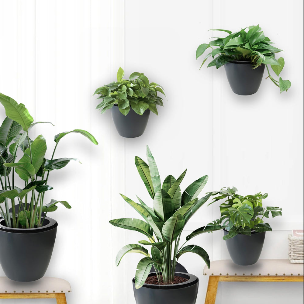 elfinrm group display seven pack showing coordinated wall garden and instant visual impact