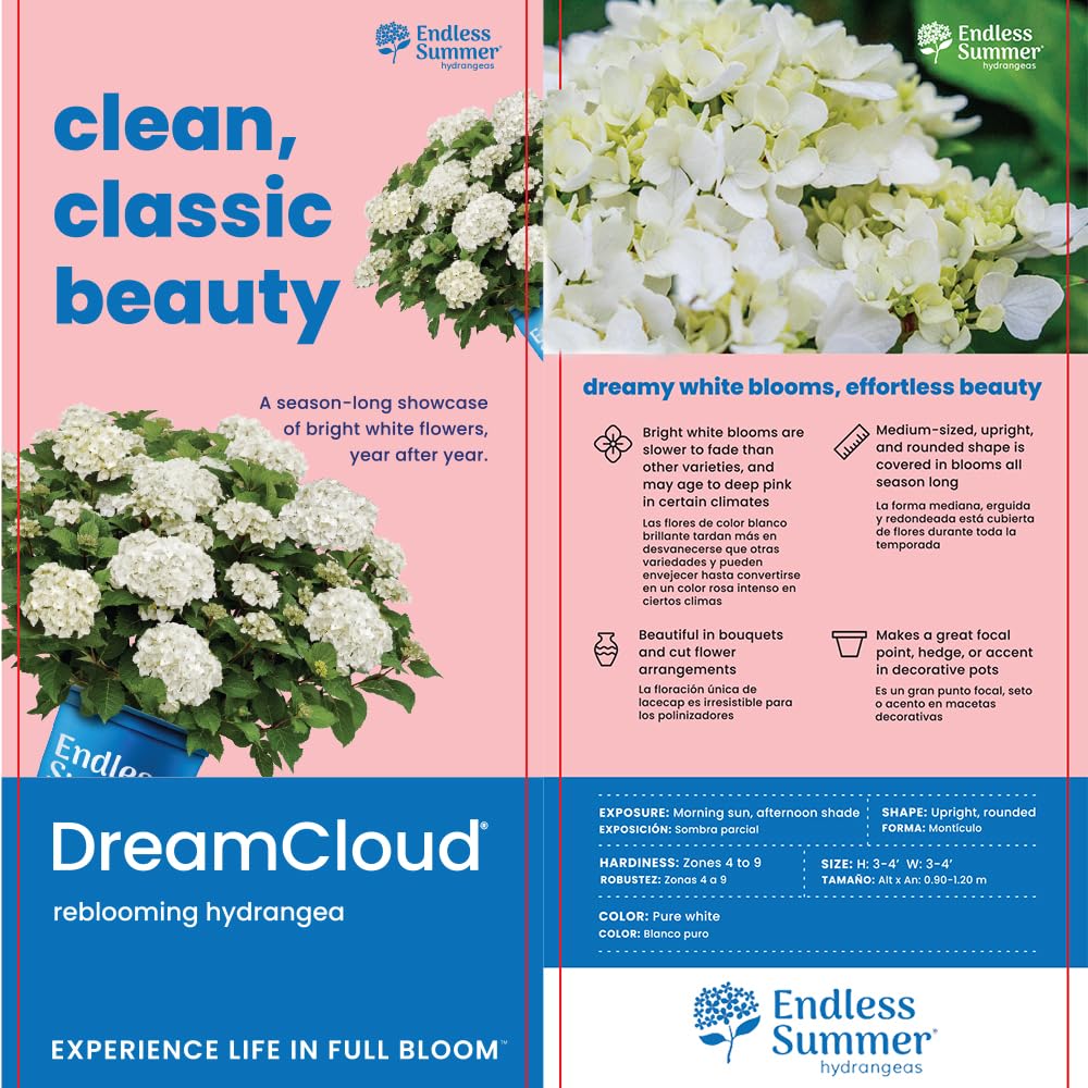 Endless Summer close-up of Dream Cloud bloom revealing texture and long-lasting cut quality