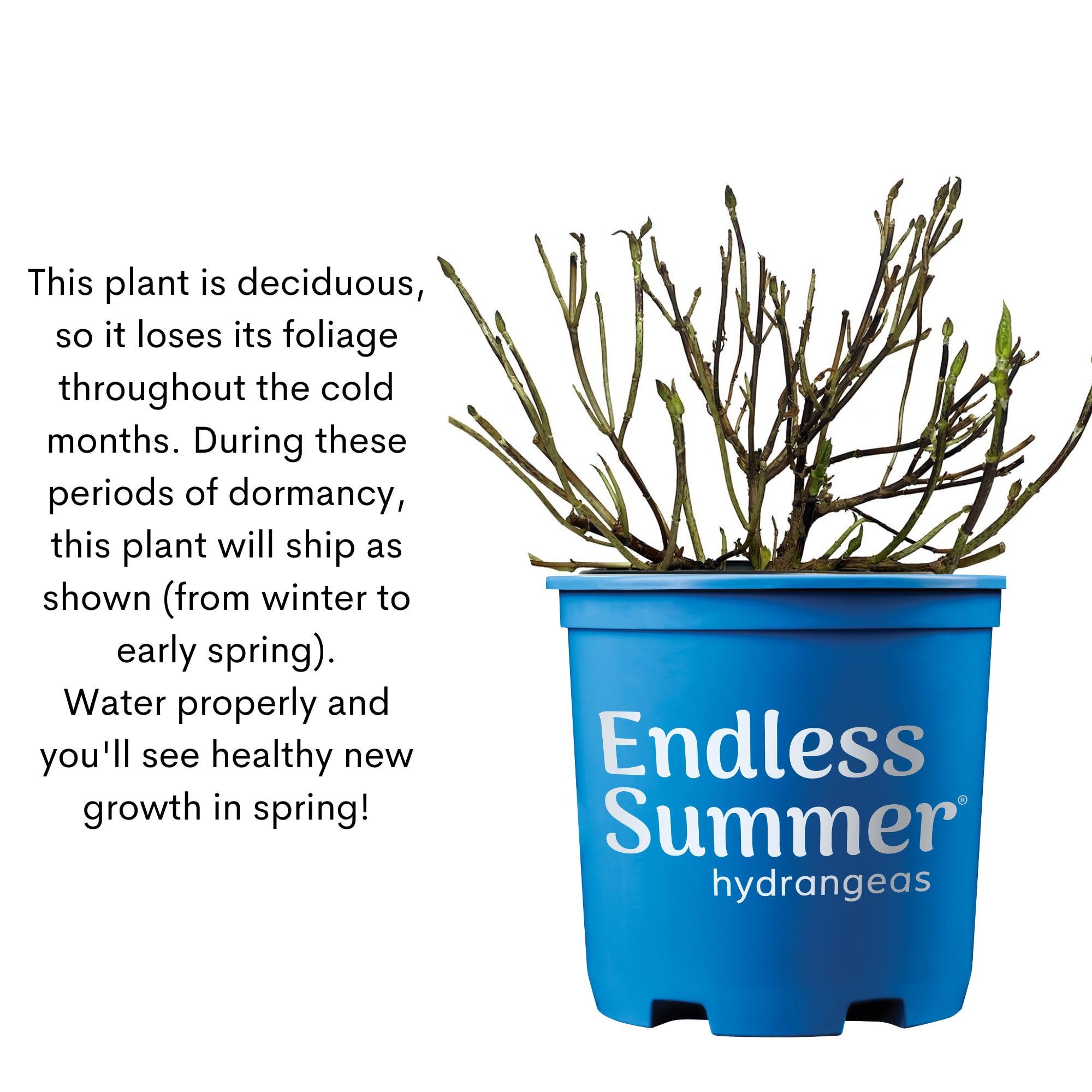 Endless Summer Dream Cloud in container on patio highlighting versatility and compact form