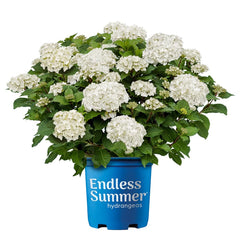 Endless Summer front view of Dream Cloud hydrangea showcasing pure white blooms and neat shape