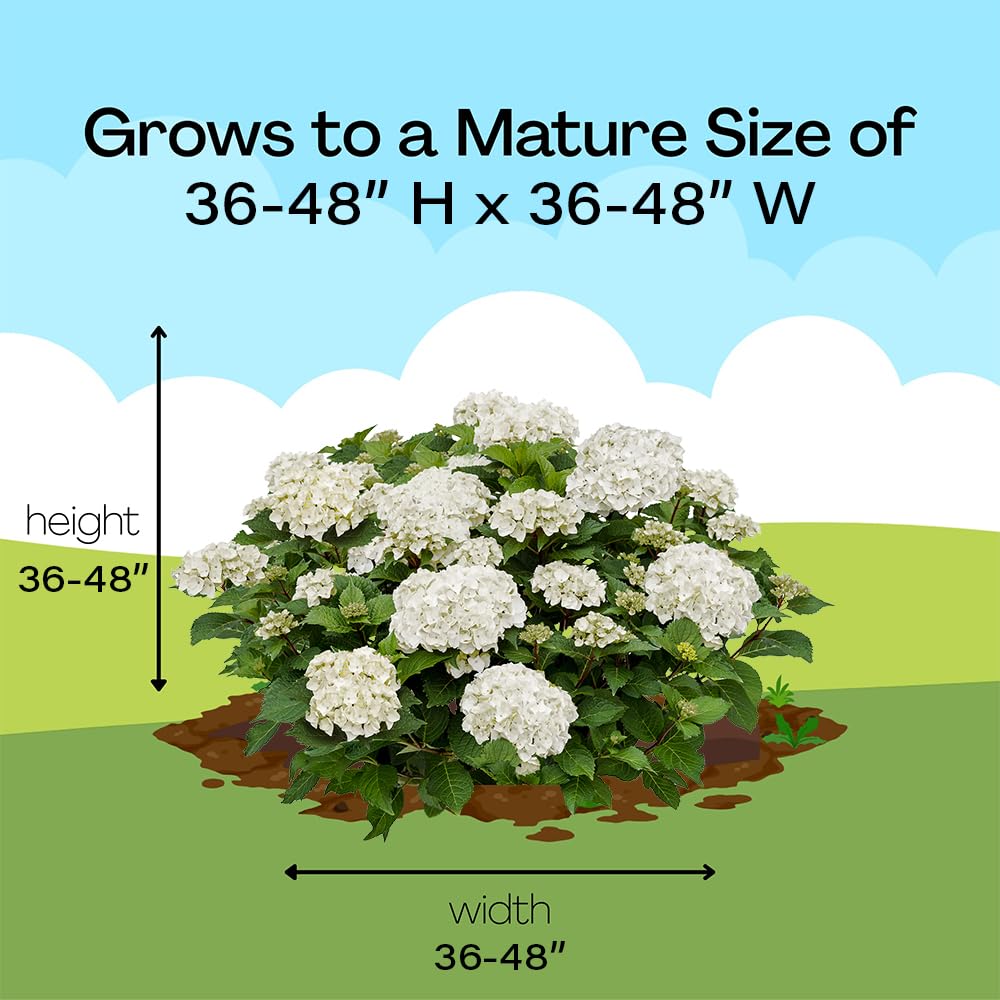 Endless Summer size comparison beside a chair illustrating mature height and scale in landscape