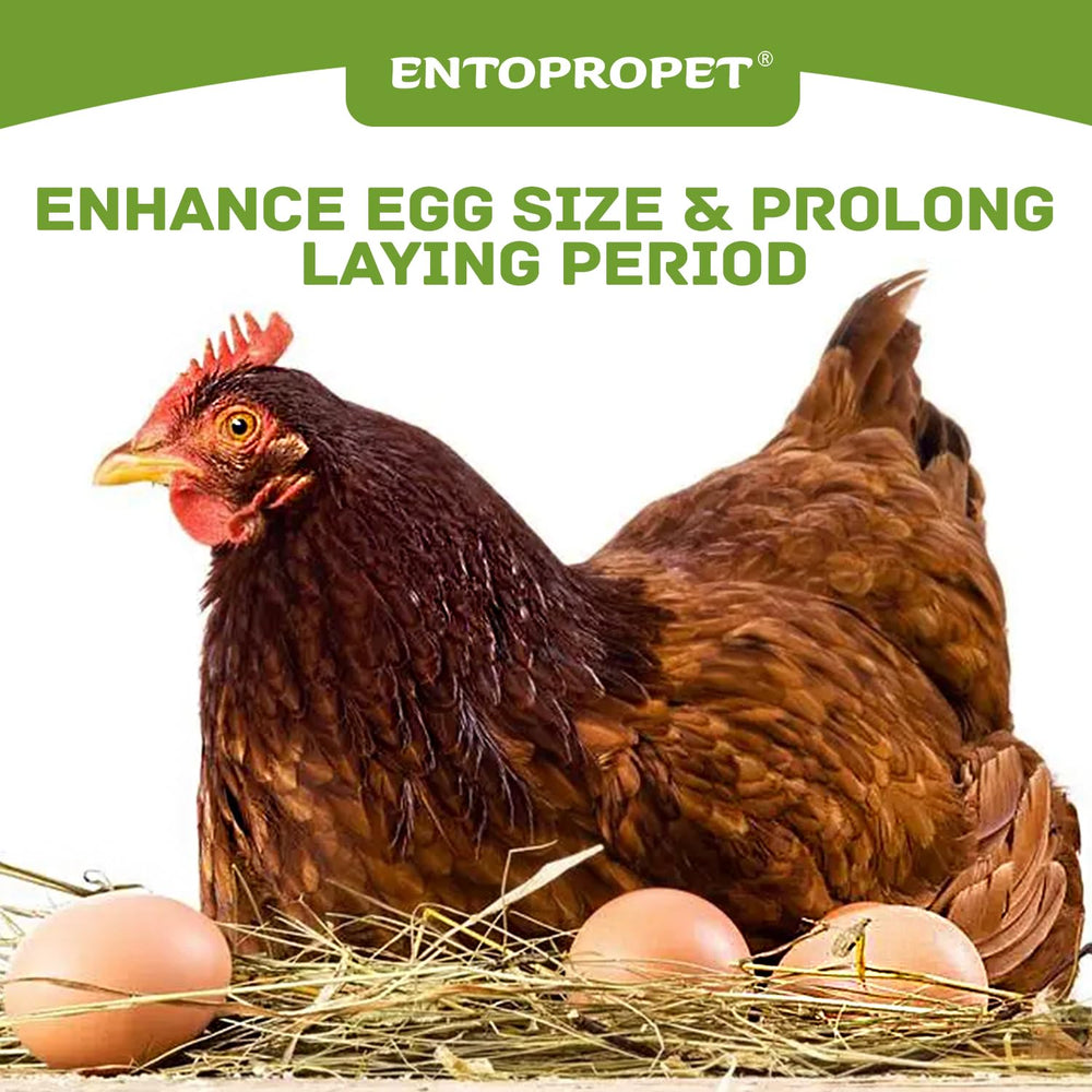 Entopropet hens eating larvae outdoors demonstrating appetizing treat appeal