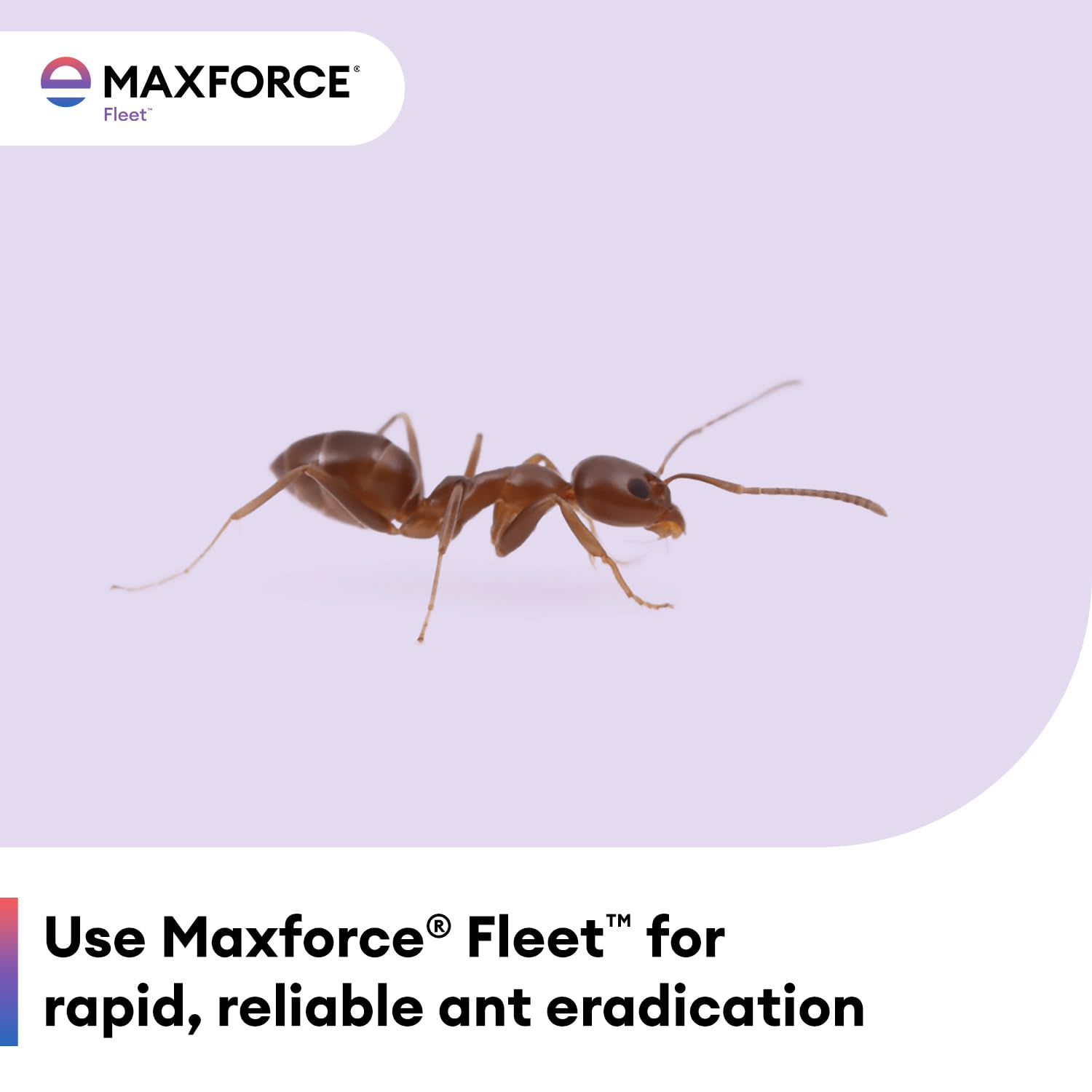 Envu Maxforce Fleet small placements along a kitchen baseboard showing discreet indoor use and effectiveness