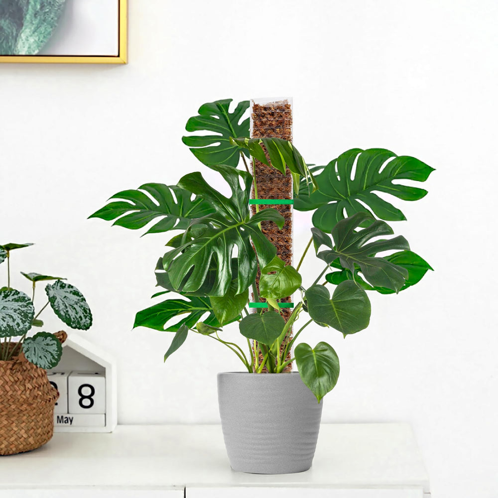 EOX lifestyle shelf display with climbing plants showing tidy vertical growth and style