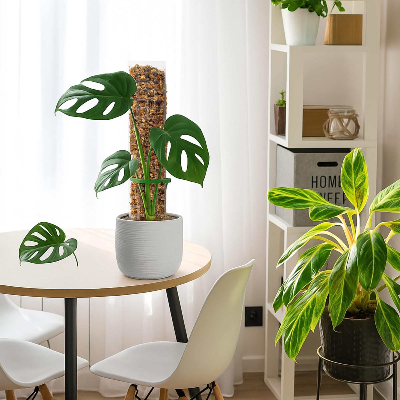 EOX moss poles in a styled shelf setting, boosting vertical display and plant health