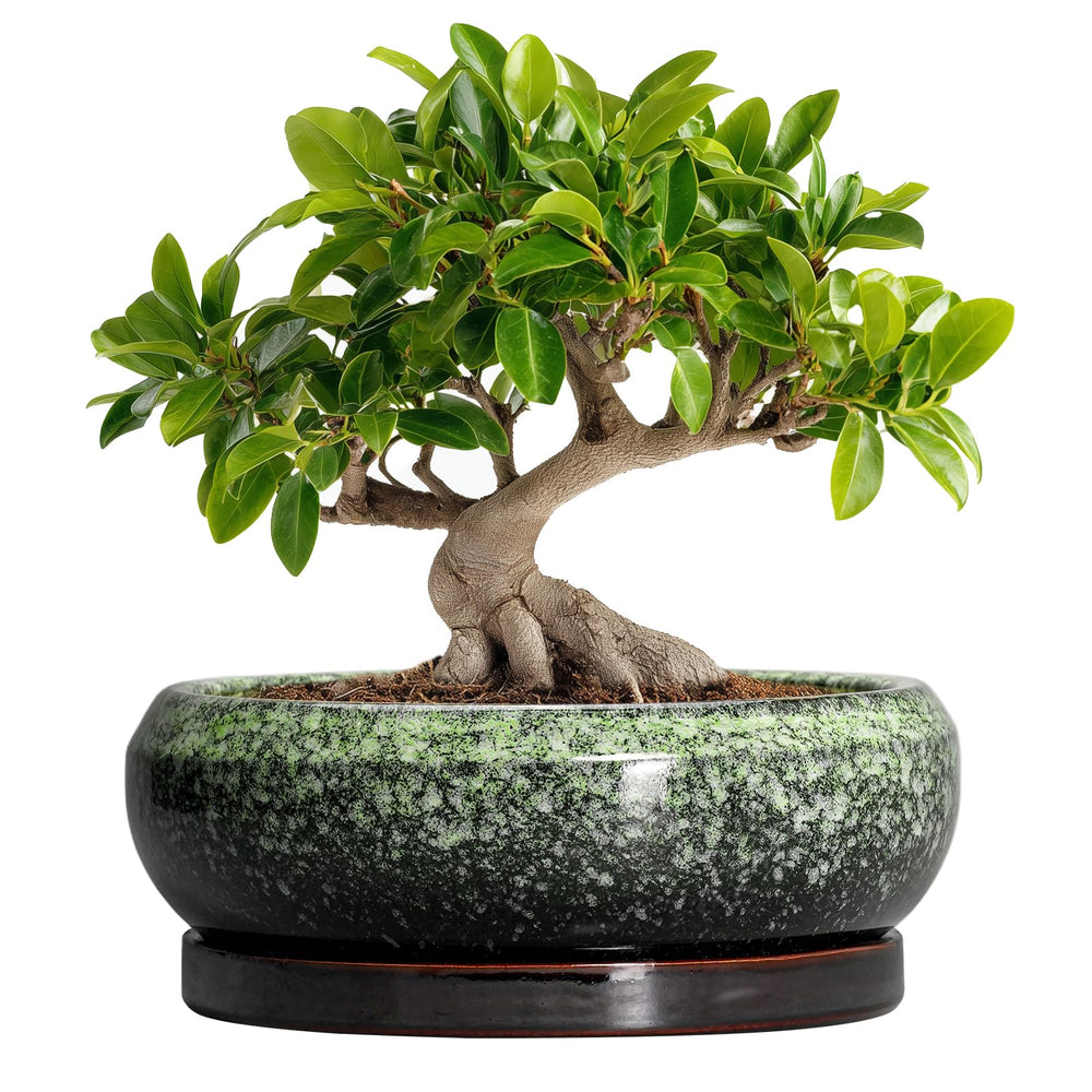 EPFamily 10 inch bonsai pot front view shows elegant glazed finish and stable base