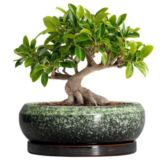 EPFamily 10 inch bonsai pot front view shows elegant glazed finish and stable base