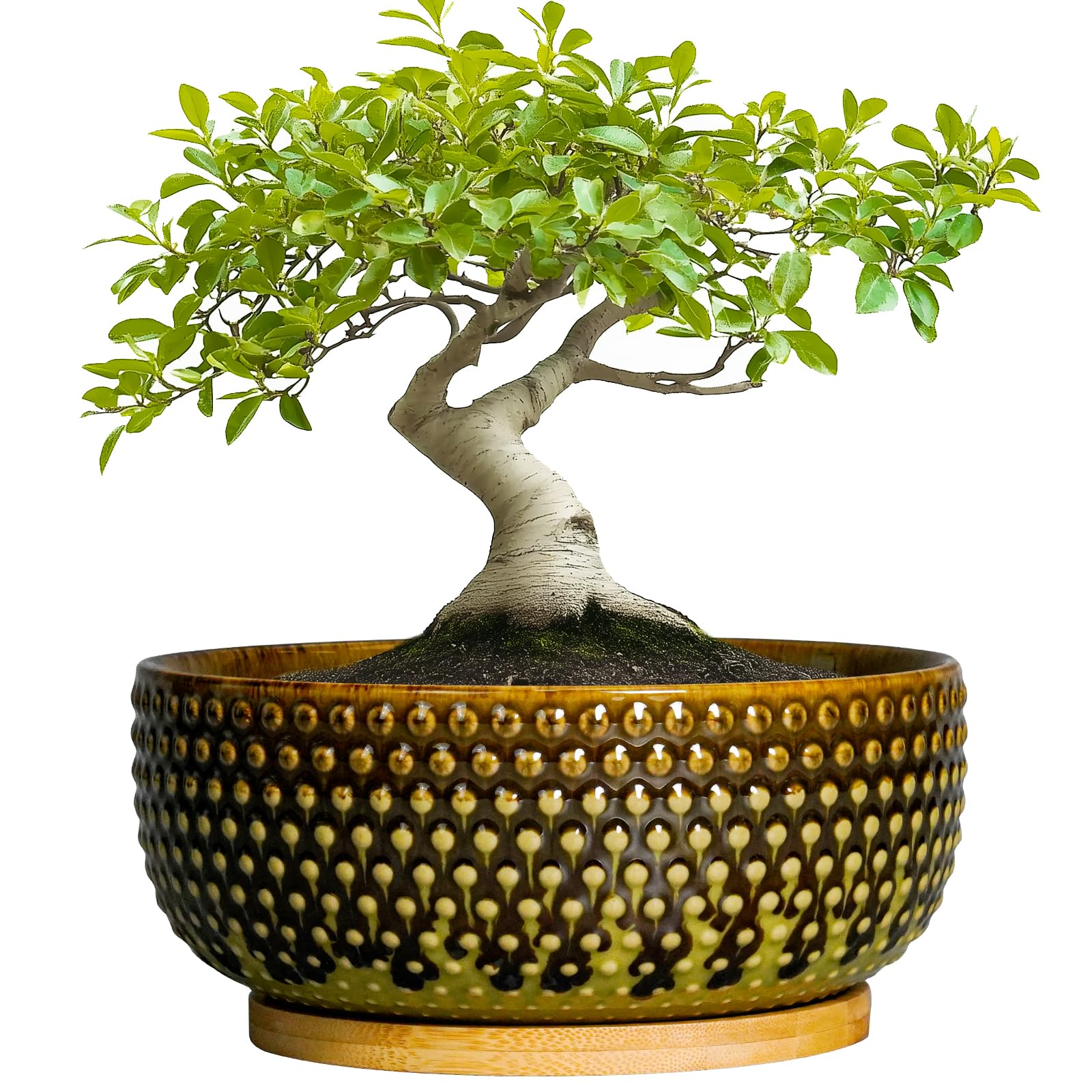 EPFamily ceramic planter front view showing modern shape and decor benefit