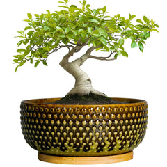 EPFamily ceramic planter front view showing modern shape and decor benefit