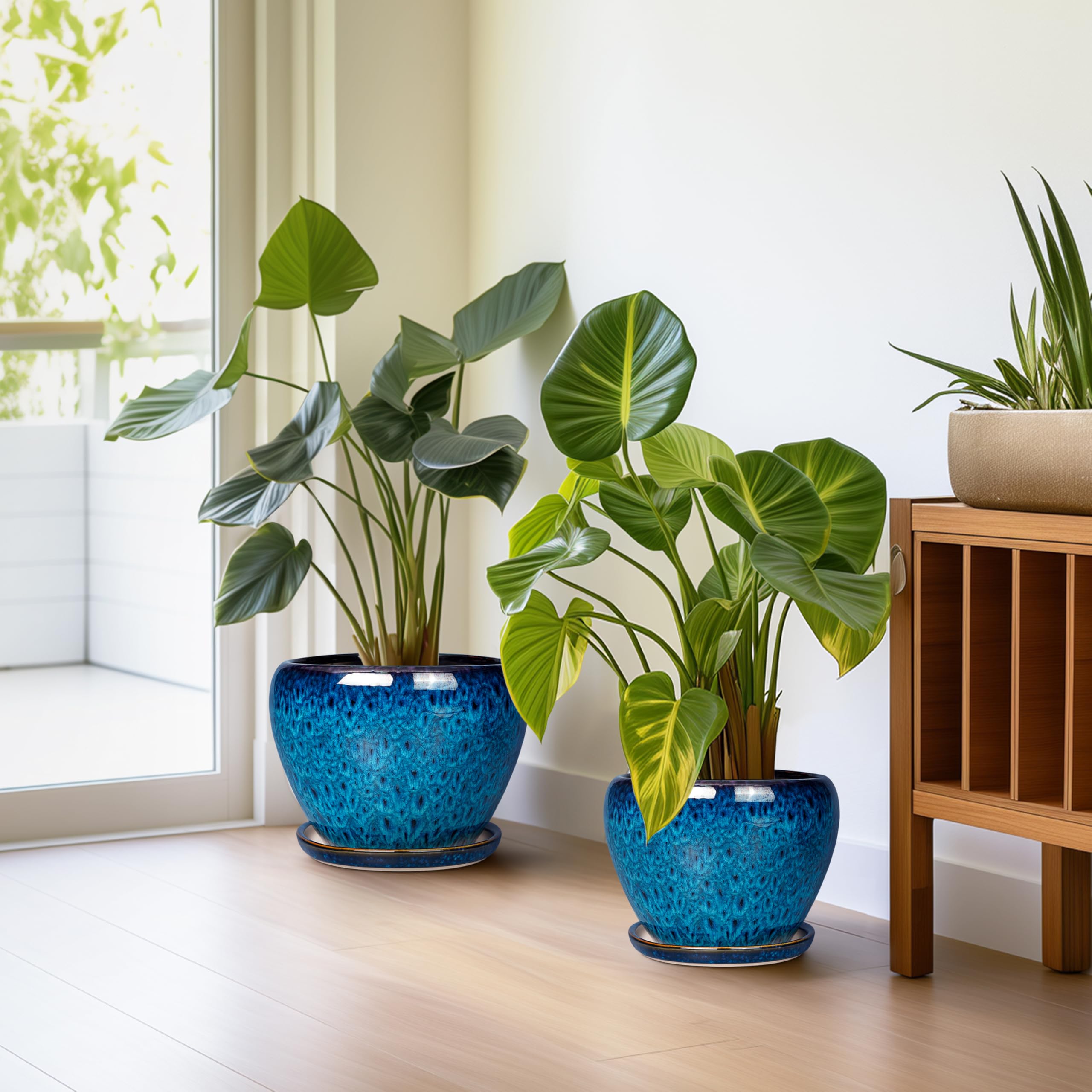 EPFamily 6-inch planter with succulent illustrating compact plant use